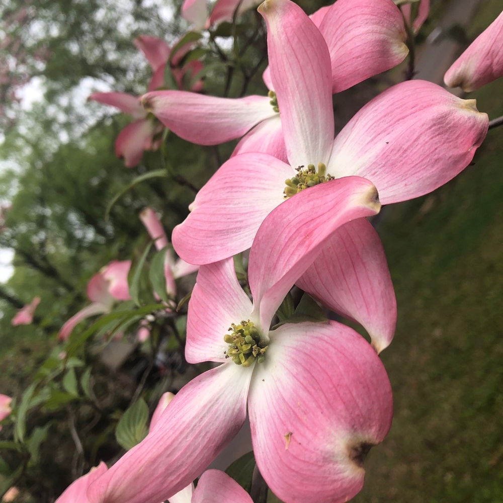 Meet your Posher, Tonya